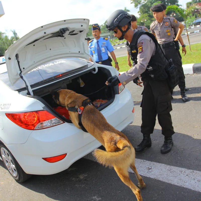 Sniffer Police Dog In Bali Inspects Car Boot