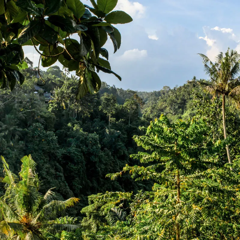 Ubud Jungle Forest In Bali