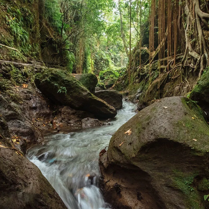 Ubud Jungle Ravine River Stream Rocks