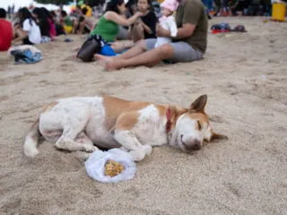 Bali Deploys Task Force To Round Up Beach Dogs During Rabies Outbreak
