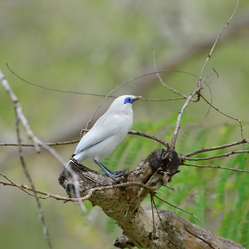 Bali-Myna-Bali-Starling-Jalak-Bali-Endanagered-Bird-in-West-Bali-National-Park