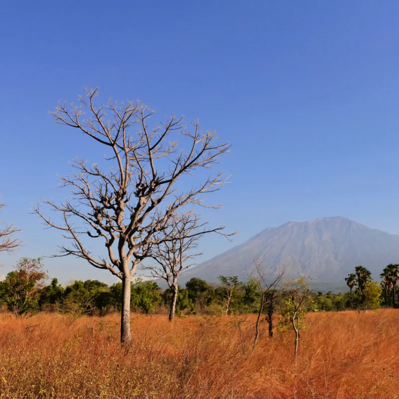 Bali Savannah Tianyar In Karangasem Regency.