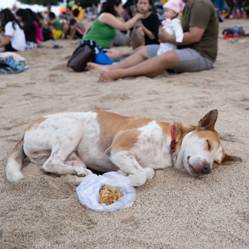 Beach-Dog-Sleeps-On-Sand-By-Tourists-in-Bali