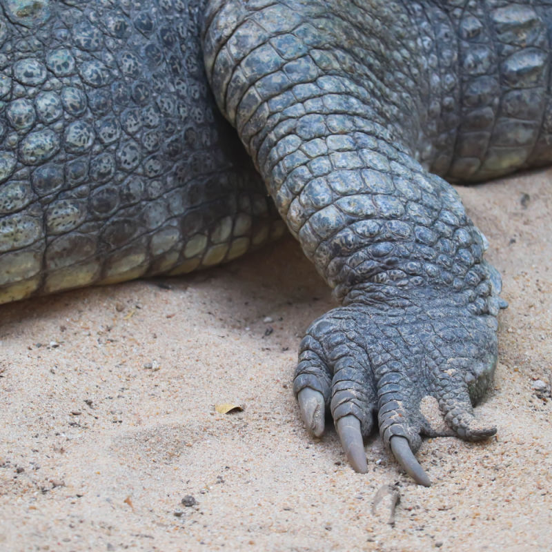 Crocodile Close Up On Sand