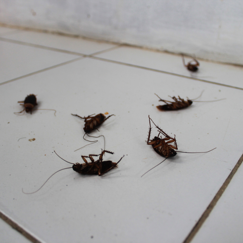 Dead Cockroaches on the floor