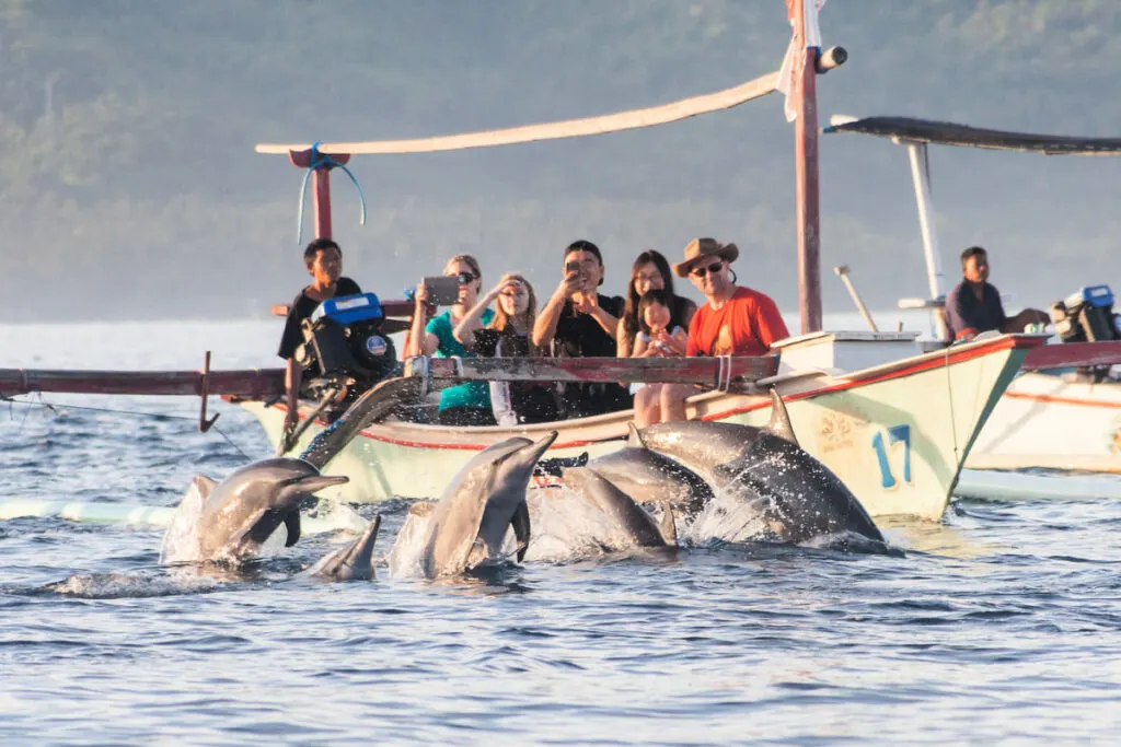 Demand For Dolphin Watching Tours In Northern Bali Increasing