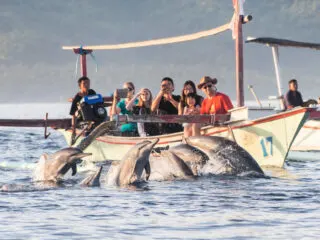 Demand For Dolphin Watching Tours In Northern Bali Increasing