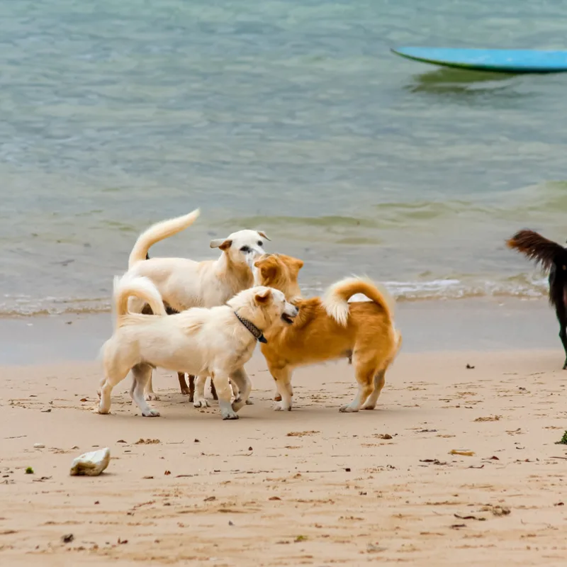 Dogs Play on Bali Beach.