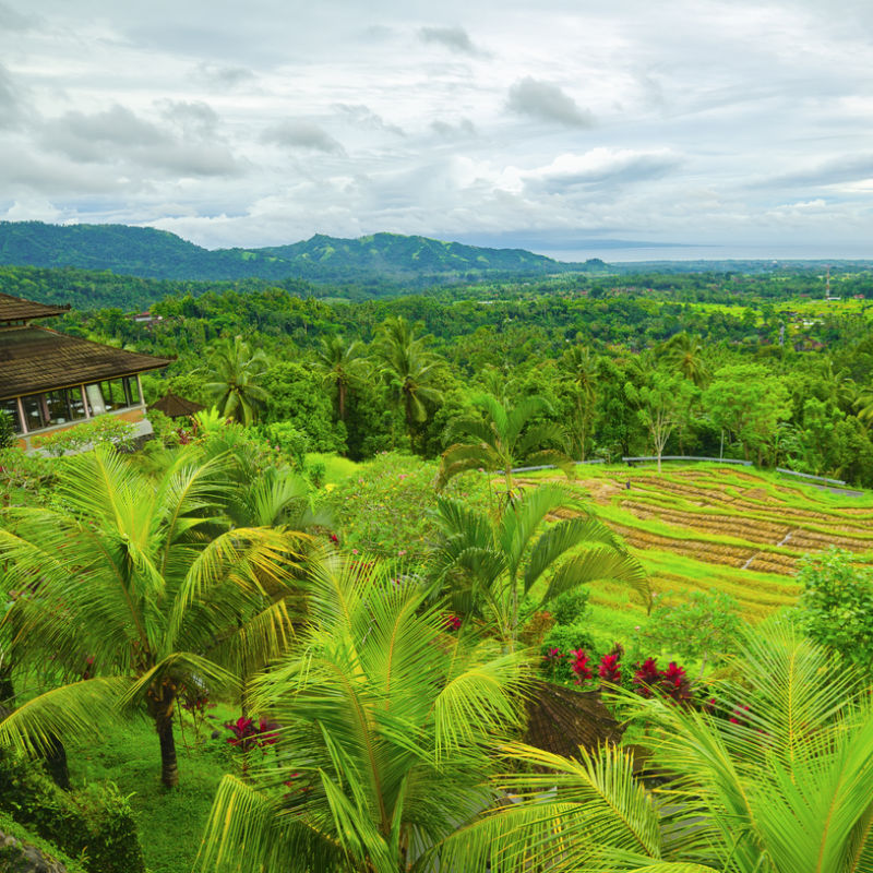Green Rural Farm Natural Landscape Of Rice Feilds And Palm Trees In Bali