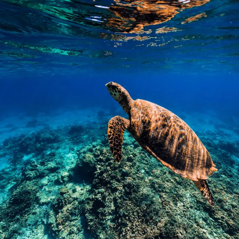 Green-Turtle-In-the-Sea-Ocean