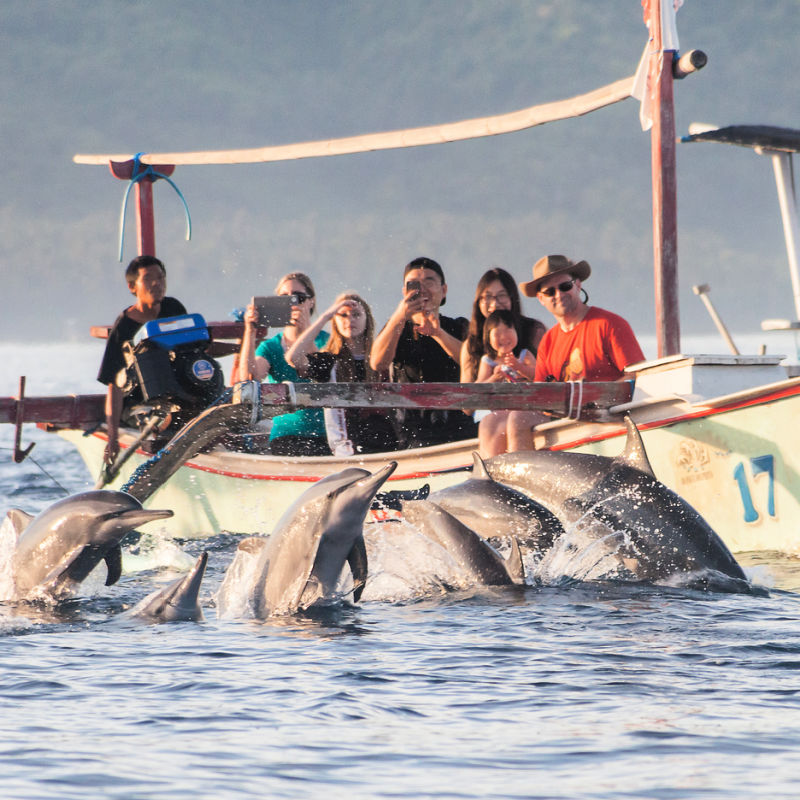 Tourists On Boat Watching Dolphins In The Wild Sea in Lovina North Bali.jpg