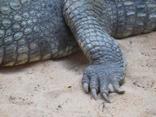 Tourists Shocked As Crocodile Swims Onto Bali's Legian Beach
