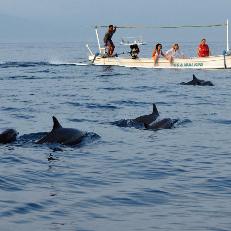 Dolphin Watching In Lovina Bali