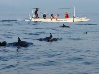Dolphin Watching Tour Operators In North Bali Discuss Creating Set Tariffs