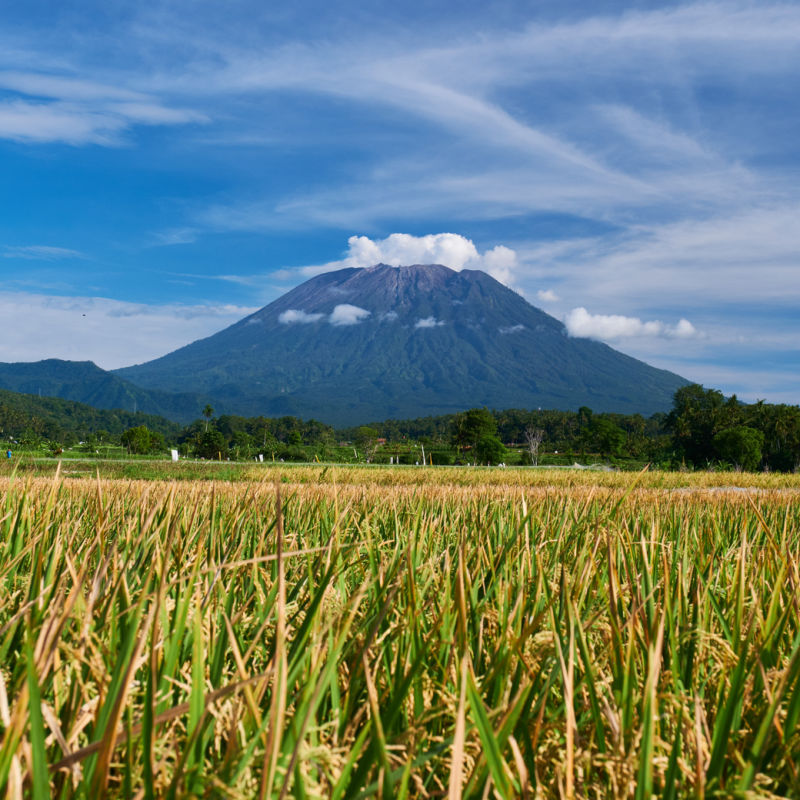 Mount Agung In The Background With Rice Paddies