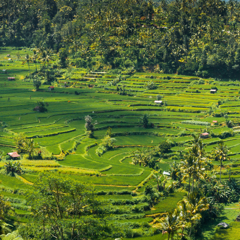 Rice Field Terraces in Karangasem Regency In Bali