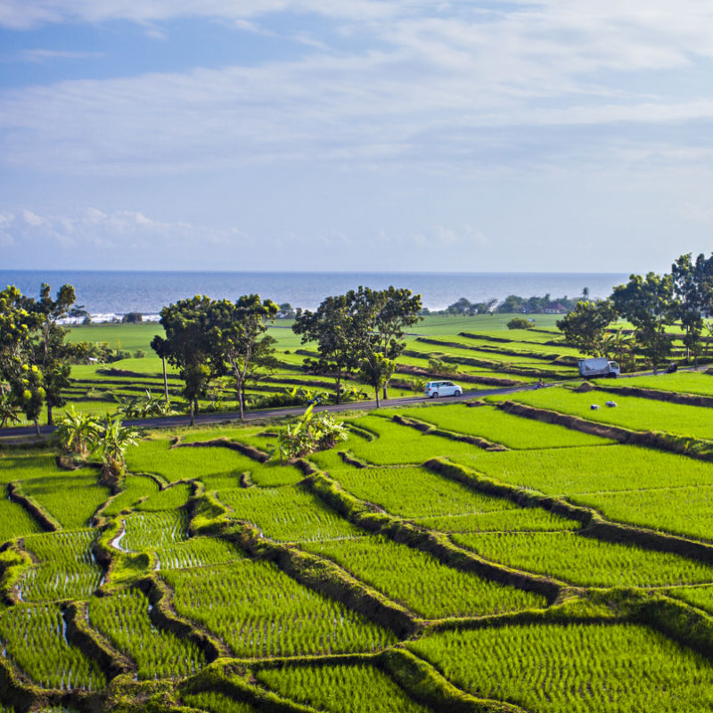 Rice Fields In Jembrana Regency Bali.jpg