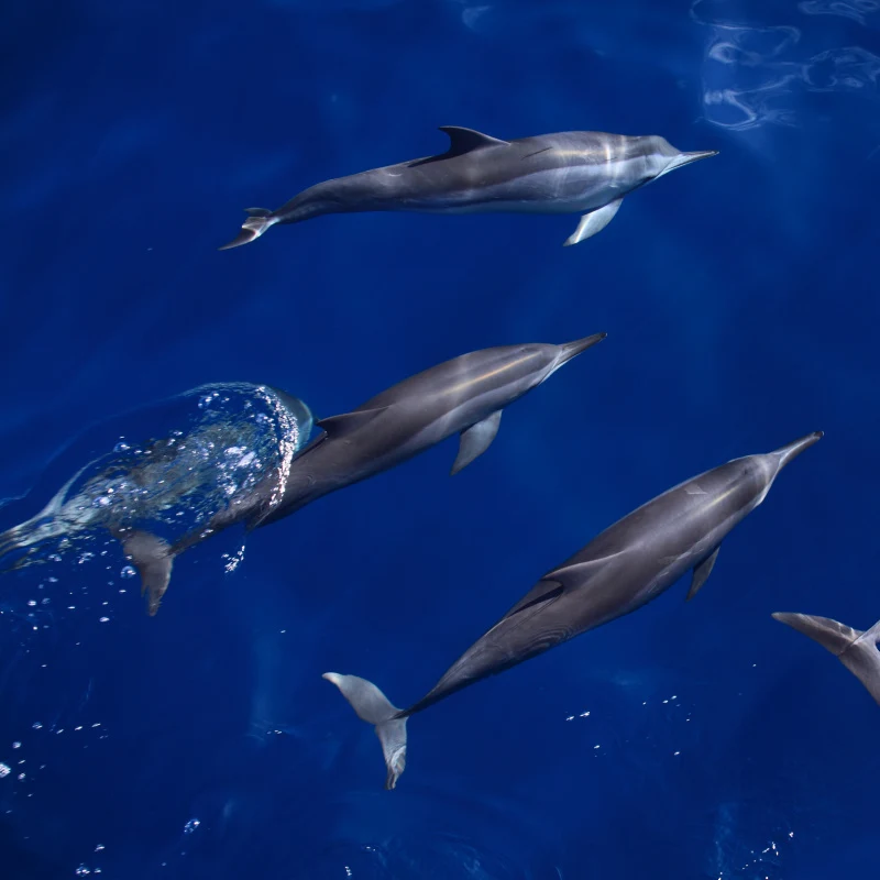 dolphins in water