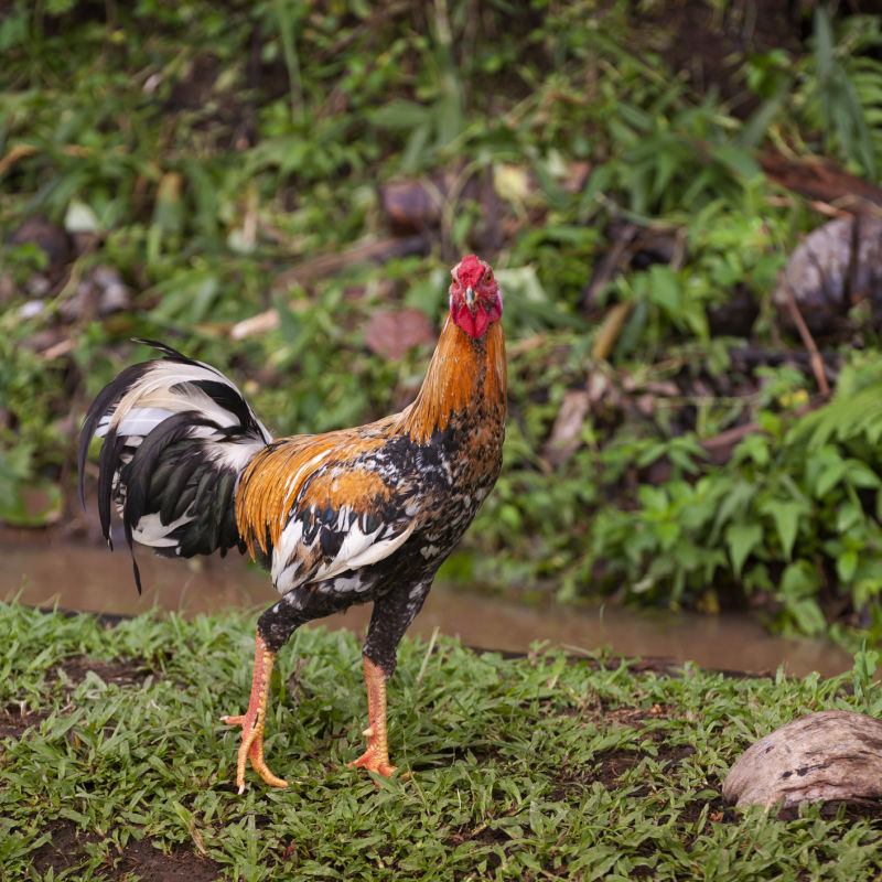 Tourists Create Petition To Complain About Noisy Roosters In Bali