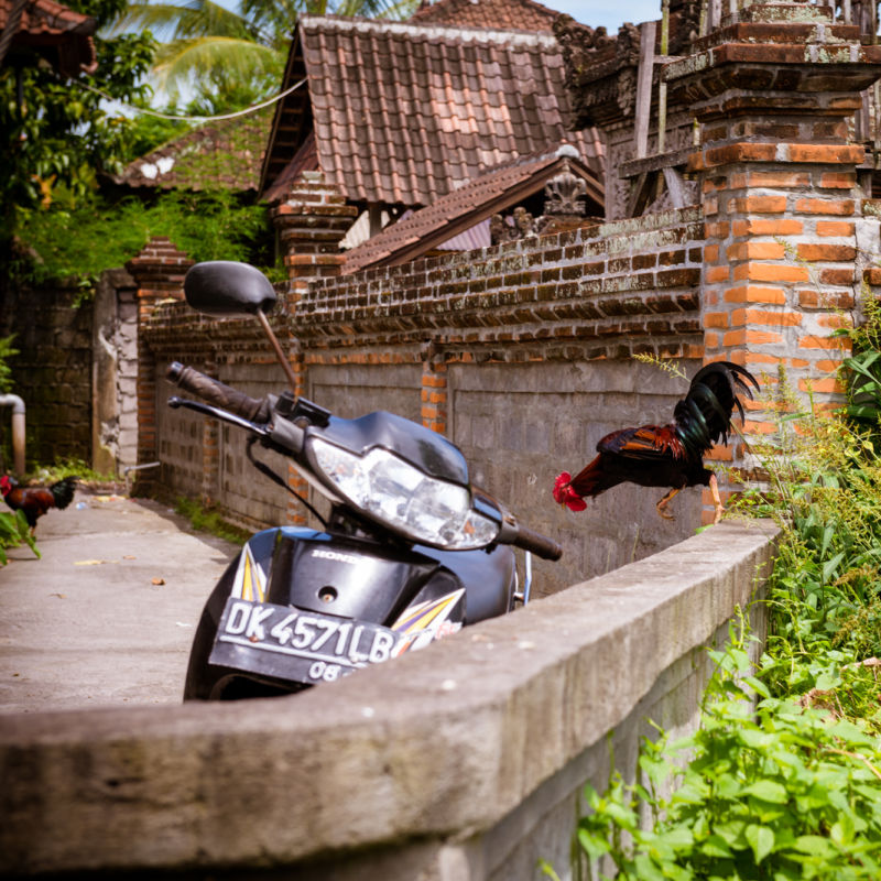 Cockrel-Rooster-Next-To-Moped-in-Bali-Village