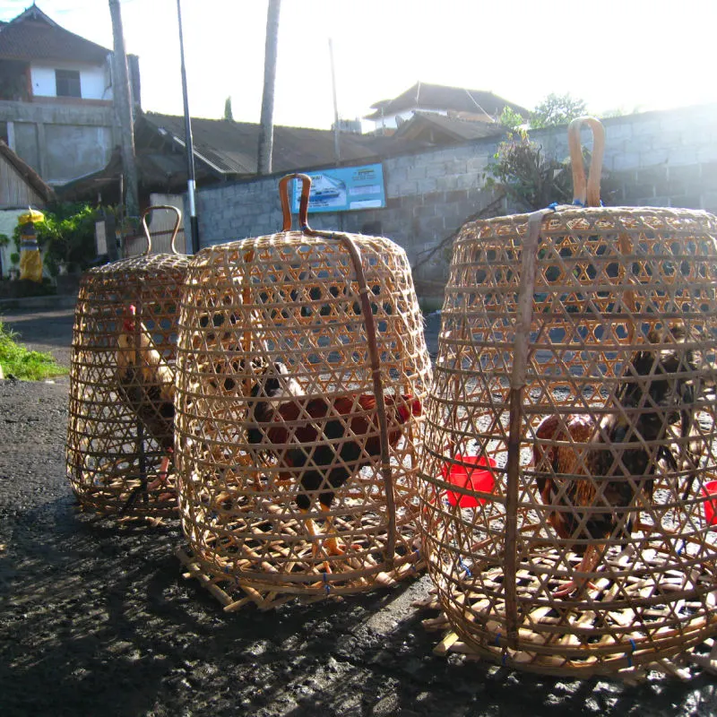 Roosters in Baskets in Bali.jpg
