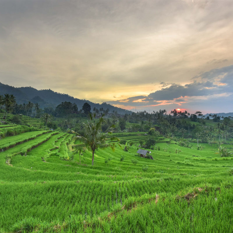 Sideman Village Bali rice field