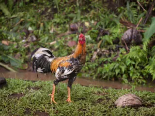 Tourists Create Petition To Complain About Noisy Roosters In Bali