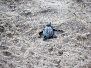Bali's Famous Mr Turtle Is Still Protecting Endangered Wildlife On Island's Busiest Tourist Beach