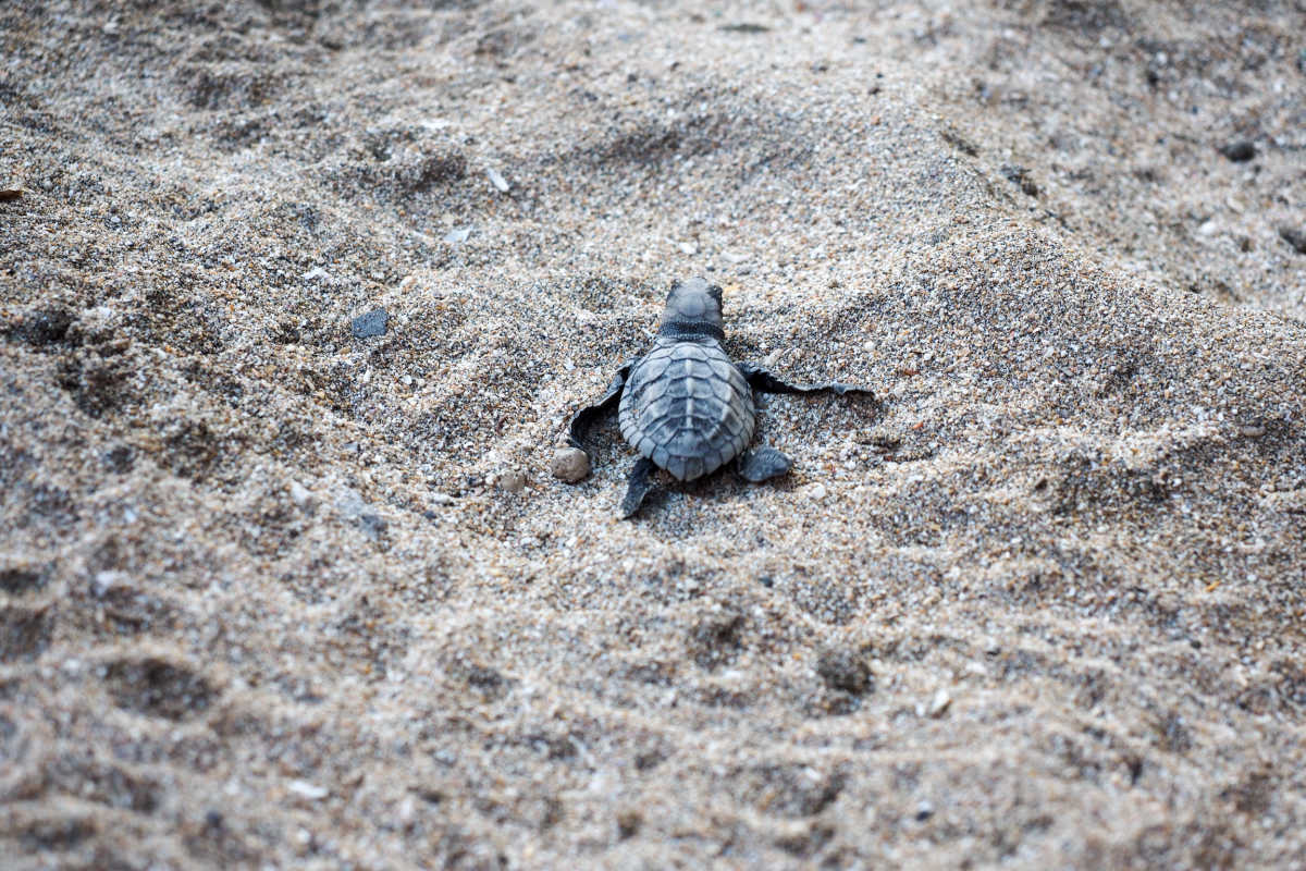 Bali's Famous Mr. Turtle Still Protecting Wildlife On Island's Busiest ...