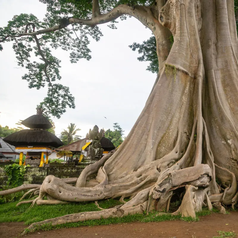 Kayu-Putih-Sacred-Banyan-Tree-in-Bali