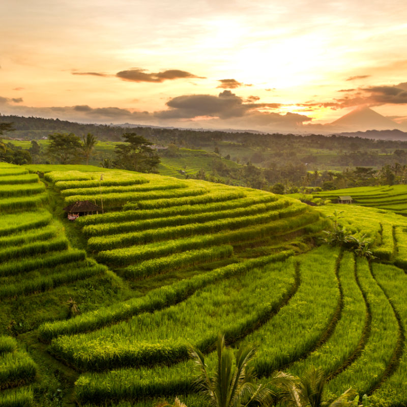 Rice Terrances Central Highlands Bali 