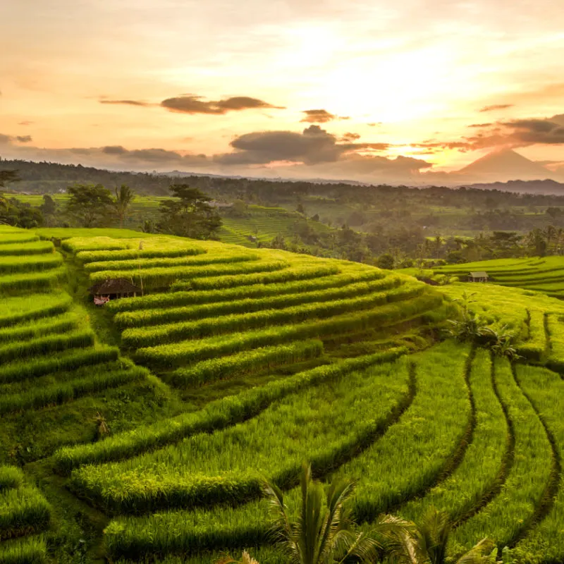Rice Terrances Central Highlands Bali