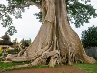 Scandal In Bali (Again!) As Another Tourist Photographed Disrespecting Sacred Tree