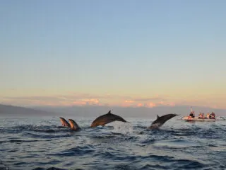 Big Changes To Bali's Famous Sunrise Dolphin Watching Tours - Here's What You Need To Know