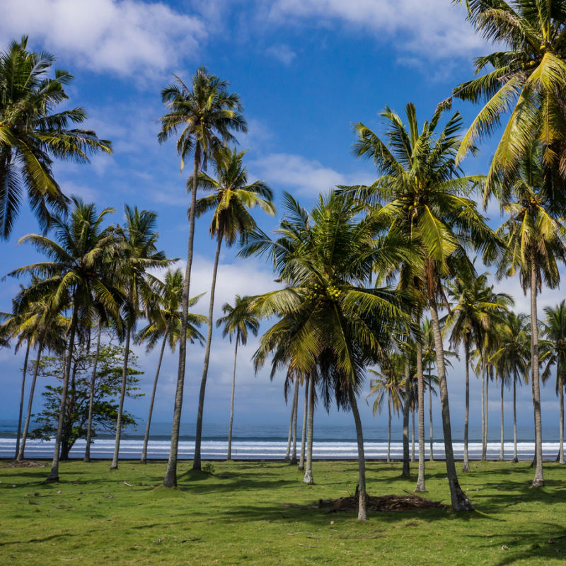 Coconut Trees On Beach Near medewi in West Bali.jpg