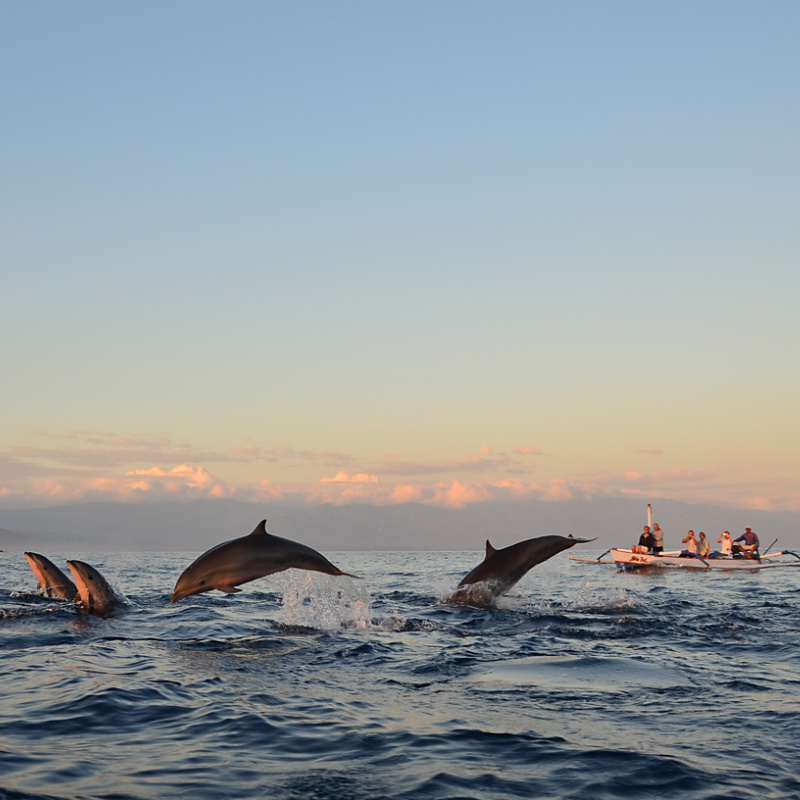 Dolphin watching-Tour-Sunrise-Bali