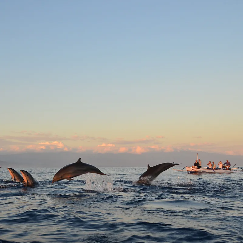 Dolphin-Watching-Toure-Sunrise-Bali