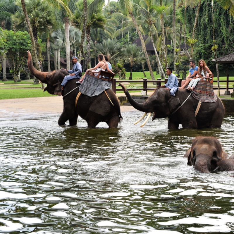 Elephants At Taro Safari Bali.jpg