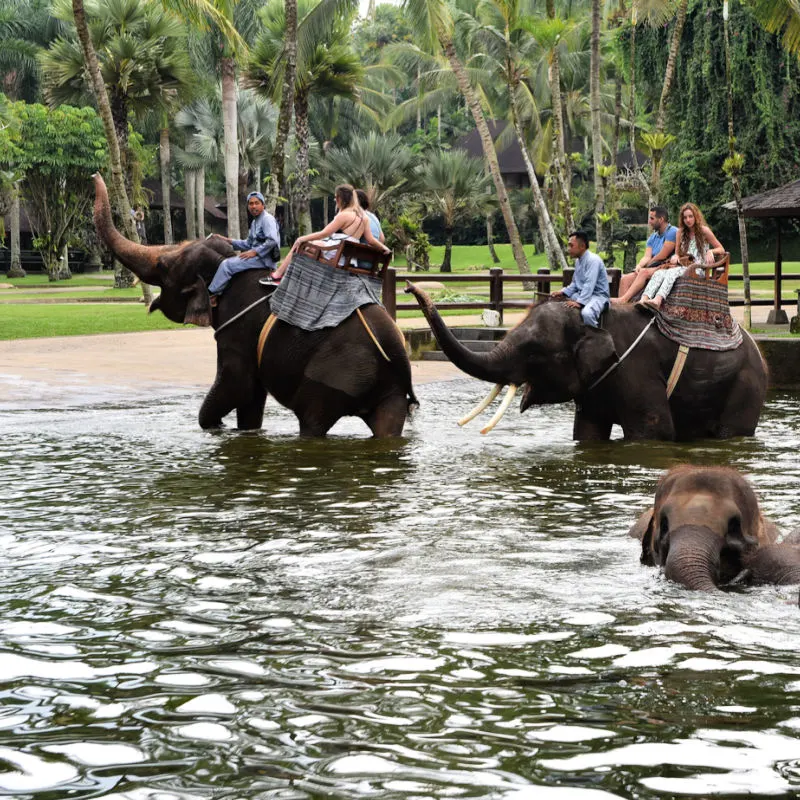Elephants-At-Taro-Safari-Bali