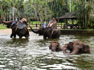 Investigation Reveals There Are No Ethical Animal Tourism Facilities In Bali