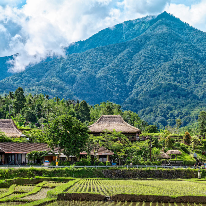 Rice Terraces In Bali.jpg