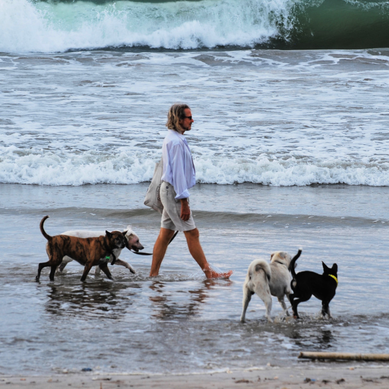 Tourist Walks Down Bali Beach With Dogs.jpg
