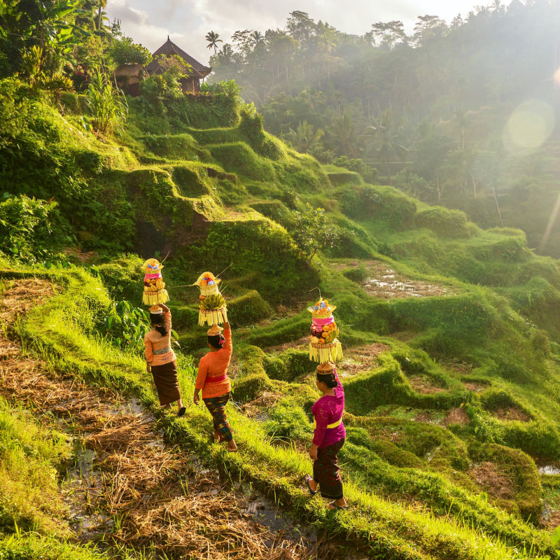 Bali Rice Terrace Women Ceremony.jpg