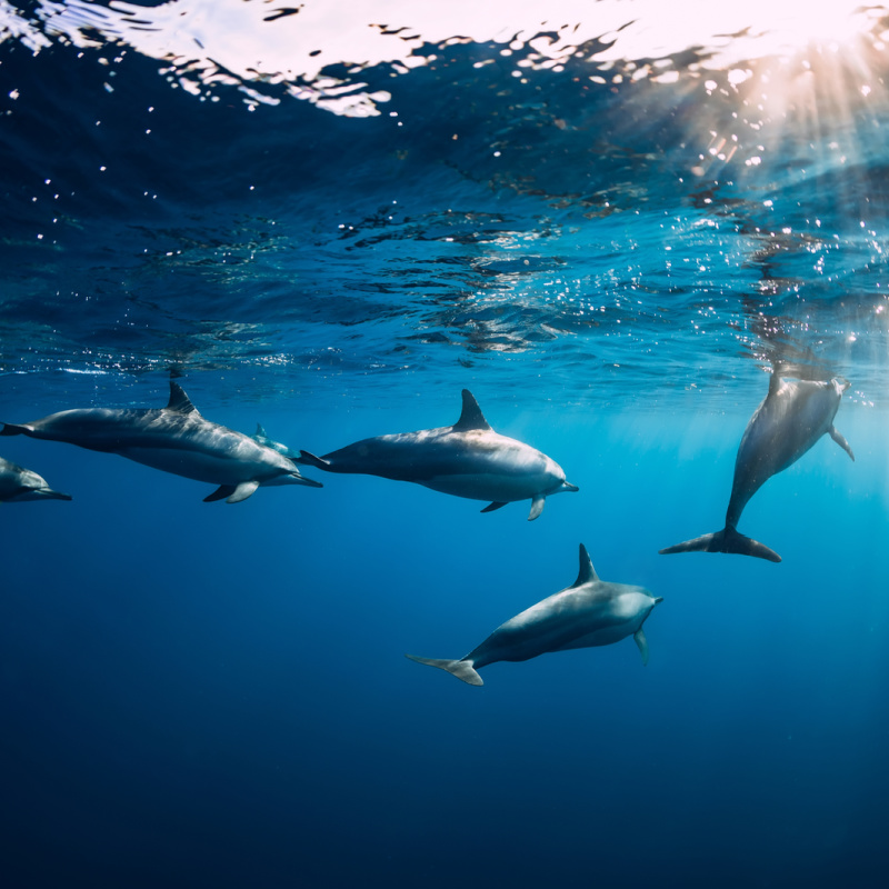 Dolphins in Lovina.jpg
