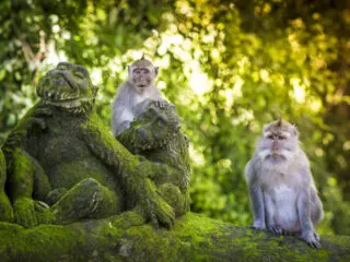 Efforts To Protect Tourists At Bali's Famous Monkey Forests Is Intensifying