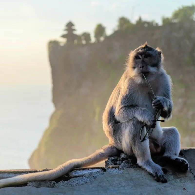 MOnkey-at-Uluwatu-Temple