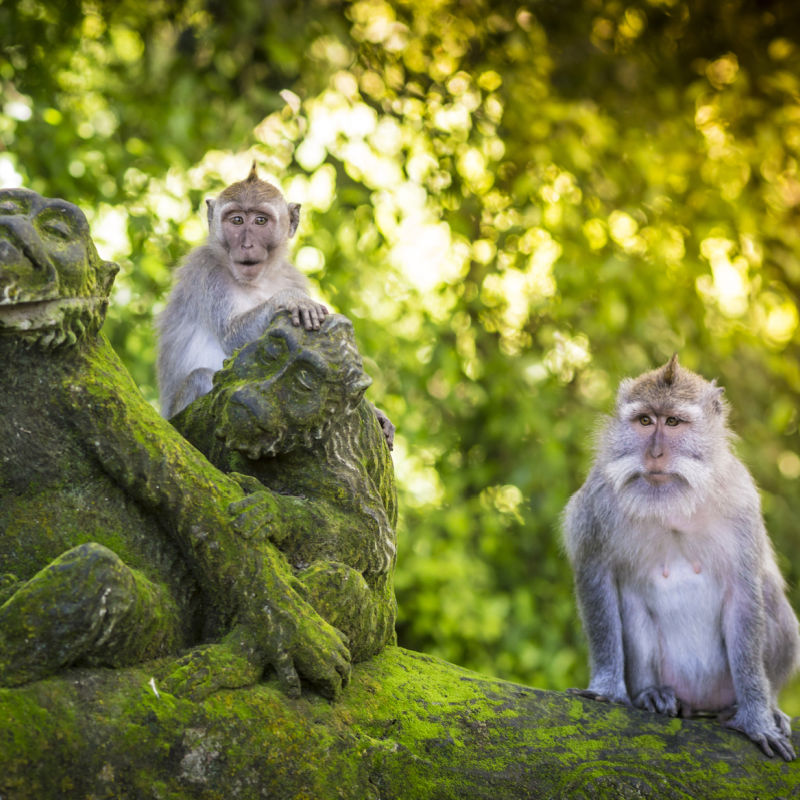 Monkeys-at-Ubud-Monkey-Forest-Bali