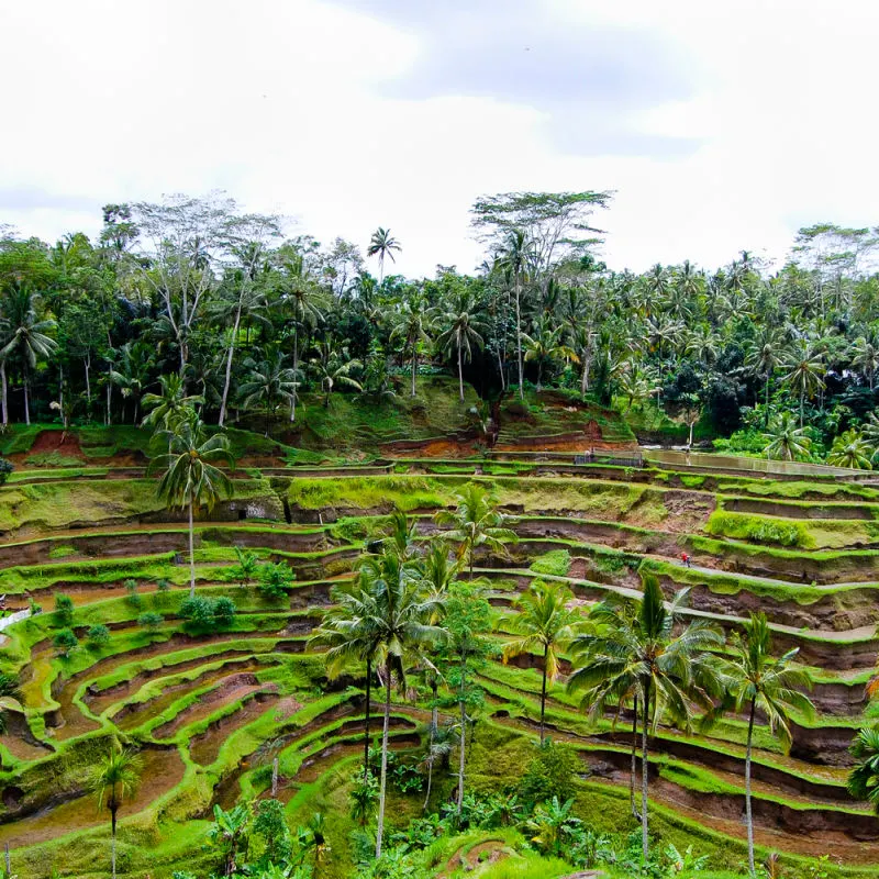 Tegallalang-Riso-Terrazza-Ubud-Bali