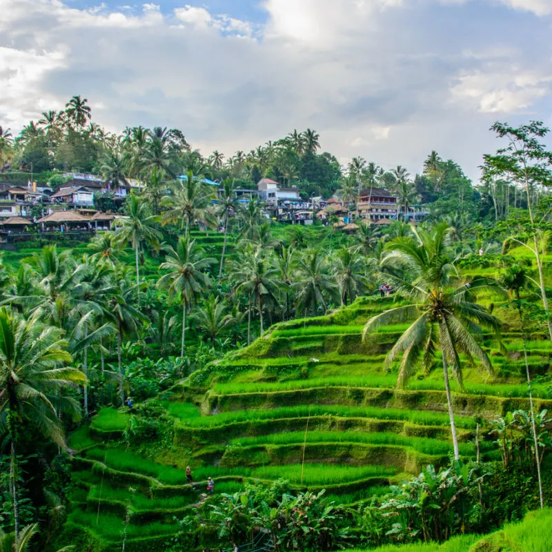 Tegallalang-Rice-Terraces-Bali-Ubud