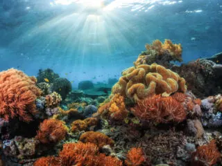 Bali Commits To Improving Care Of Marine Ecosystems Popular For Snorkeling